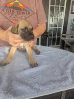 Double K's Great Dane Puppy, a female Great Dane for sale in Cape Coral, FL – 2 of 2
