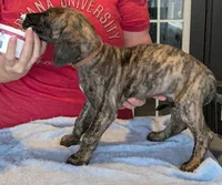 Orange Girl, a female Great Dane for sale in Cape Coral, FL – 3 of 3