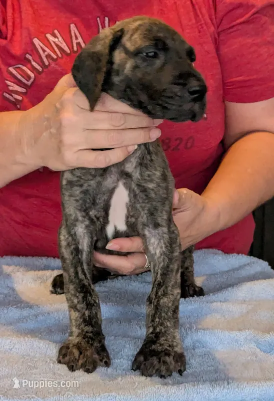 Orange Girl, a female Great Dane for sale in Cape Coral, FL – 1 of 3