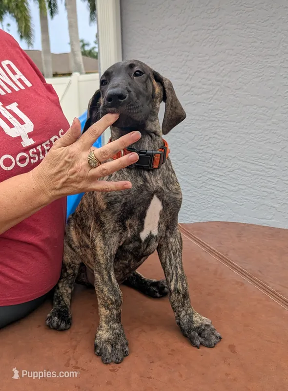 Orange Girl – Great Dane puppy for sale in Cape Coral, FL