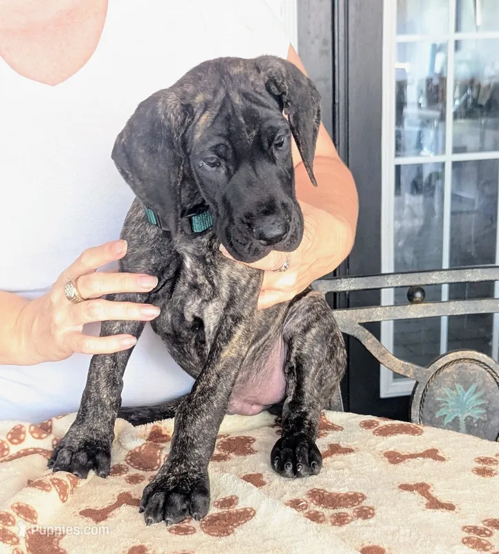 Green Dark Brindle Boy – Great Dane puppy for sale in Cape Coral, FL