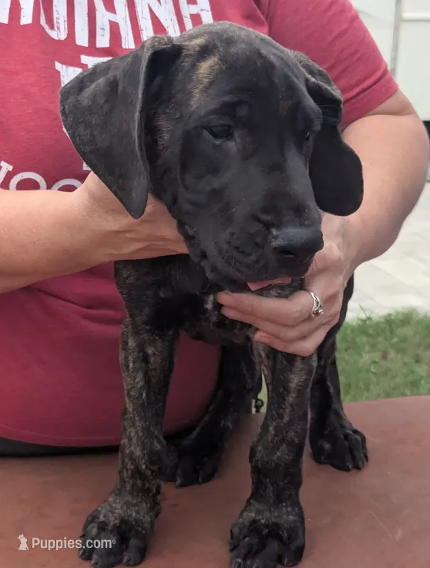Green Dark Brindle Boy – Great Dane puppy for sale in Cape Coral, FL