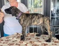 Purple Brindle Boy, a male Great Dane for sale in Cape Coral, FL – 2 of 2