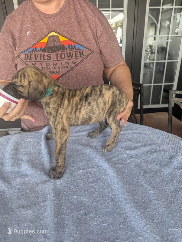 Double K's Great Dane Puppy – Great Dane puppy for sale in Cape Coral, FL