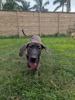 Orange Girl, a female Great Dane for sale in Cape Coral, FL – 3 of 5