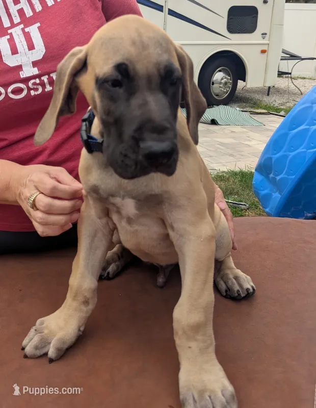 Blue Boy Fawn – Great Dane puppy for sale in Cape Coral, FL