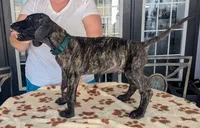 Green Dark Brindle Boy, a male Great Dane for sale in Cape Coral, FL – 2 of 2