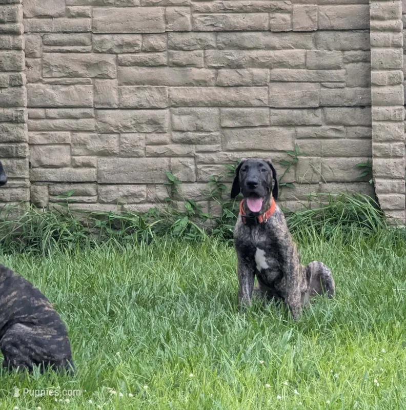 Orange Girl – Great Dane puppy for sale in Cape Coral, FL