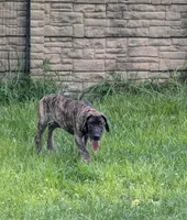 Orange Girl, a female Great Dane for sale in Cape Coral, FL – 5 of 5
