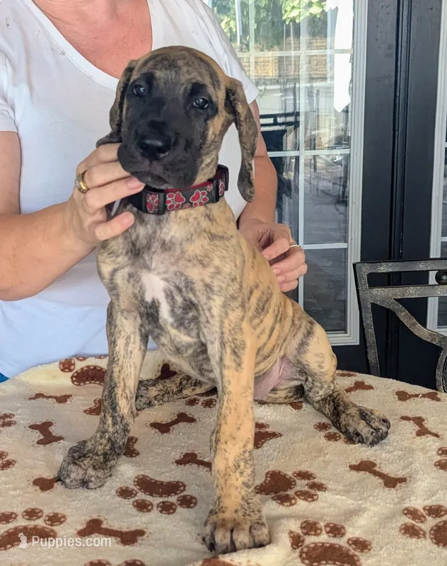 Red Collar Brindle Girl – Great Dane puppy for sale in Cape Coral, FL