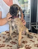 Red Collar Brindle Girl, a female Great Dane for sale in Cape Coral, FL – 1 of 2