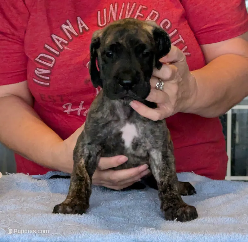 Double K's Great Dane Puppy – Great Dane puppy for sale in Cape Coral, FL