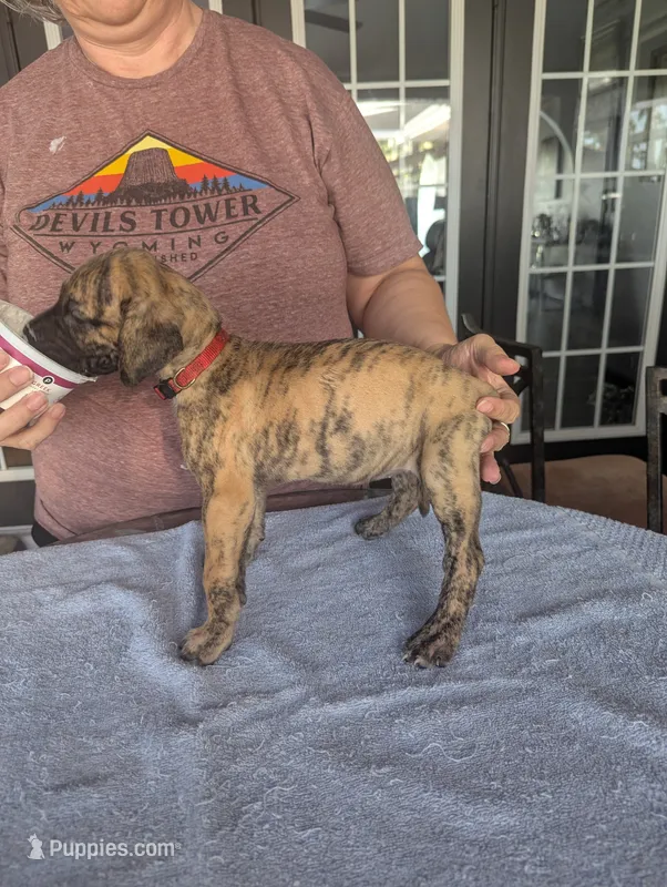 Double K's Great Dane Puppy – Great Dane puppy for sale in Cape Coral, FL