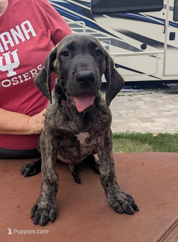 Purple Brindle Boy – Great Dane puppy for sale in Cape Coral, FL