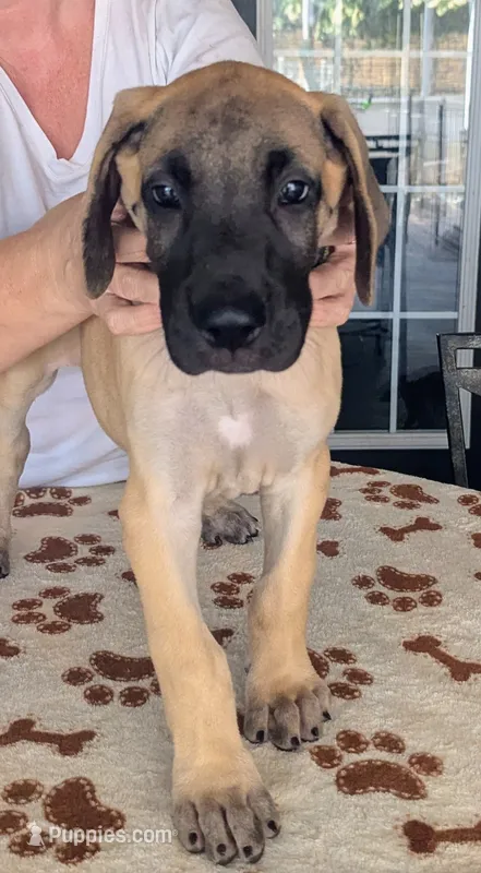 Yellow Fawn Girl – Great Dane puppy for sale in Cape Coral, FL