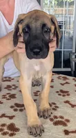 Yellow Fawn Girl, a female Great Dane for sale in Cape Coral, FL – 1 of 2