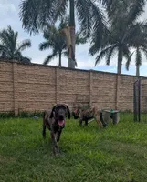Orange Girl, a female Great Dane for sale in Cape Coral, FL – 4 of 5