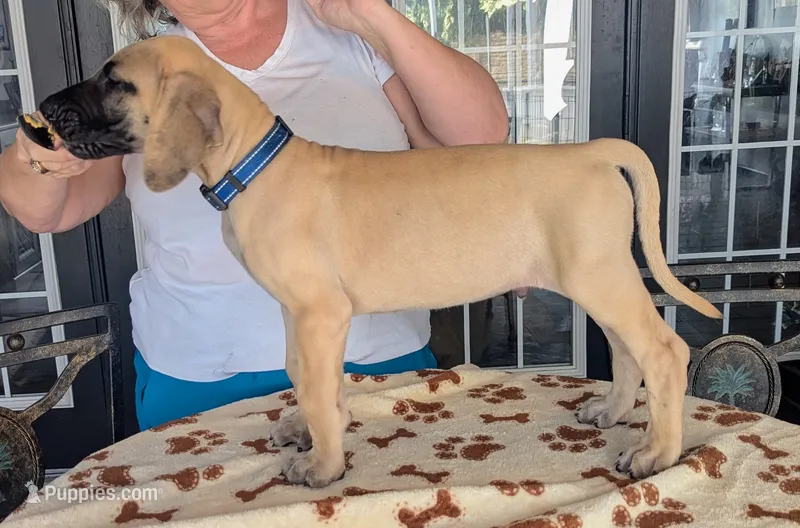 Blue Boy Fawn – Great Dane puppy for sale in Cape Coral, FL
