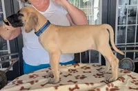 Blue Boy Fawn, a male Great Dane for sale in Cape Coral, FL – 1 of 2