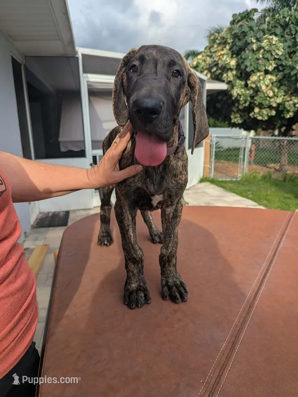 Purple Brindle Boy – Great Dane puppy for sale in Cape Coral, FL
