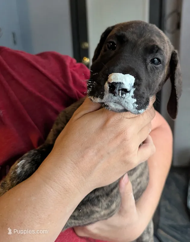 Orange Girl – Great Dane puppy for sale in Cape Coral, FL