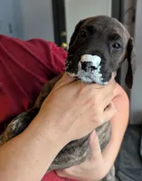 Orange Girl, a female Great Dane for sale in Cape Coral, FL – 2 of 3