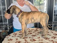 Red Collar Brindle Girl, a female Great Dane for sale in Cape Coral, FL – 2 of 2