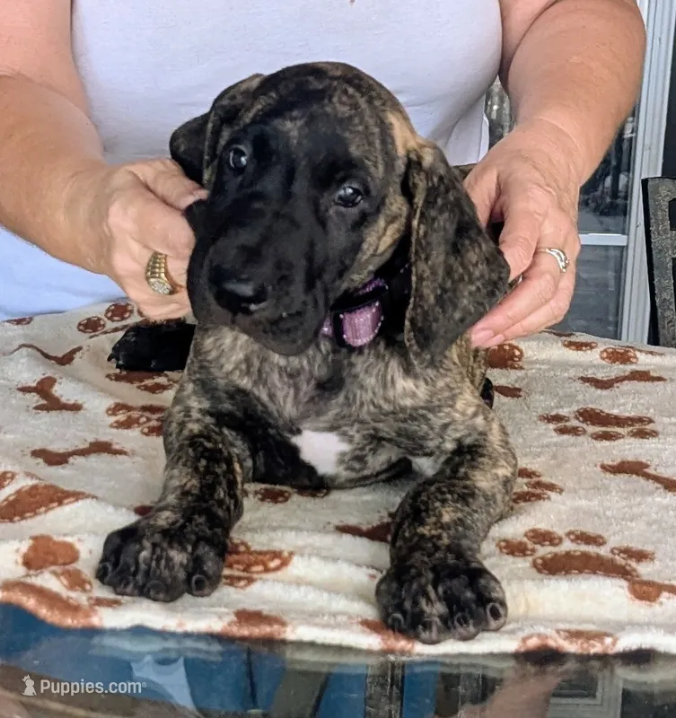 Purple Brindle Boy – Great Dane puppy for sale in Cape Coral, FL