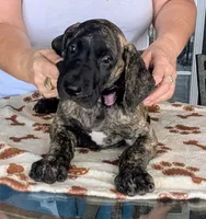 Purple Brindle Boy, a male Great Dane for sale in Cape Coral, FL – 1 of 2