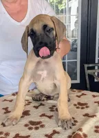 Blue Boy Fawn, a male Great Dane for sale in Cape Coral, FL – 2 of 2