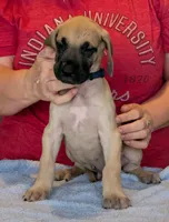 Blue Boy, a male Great Dane for sale in Cape Coral, FL – 2 of 2
