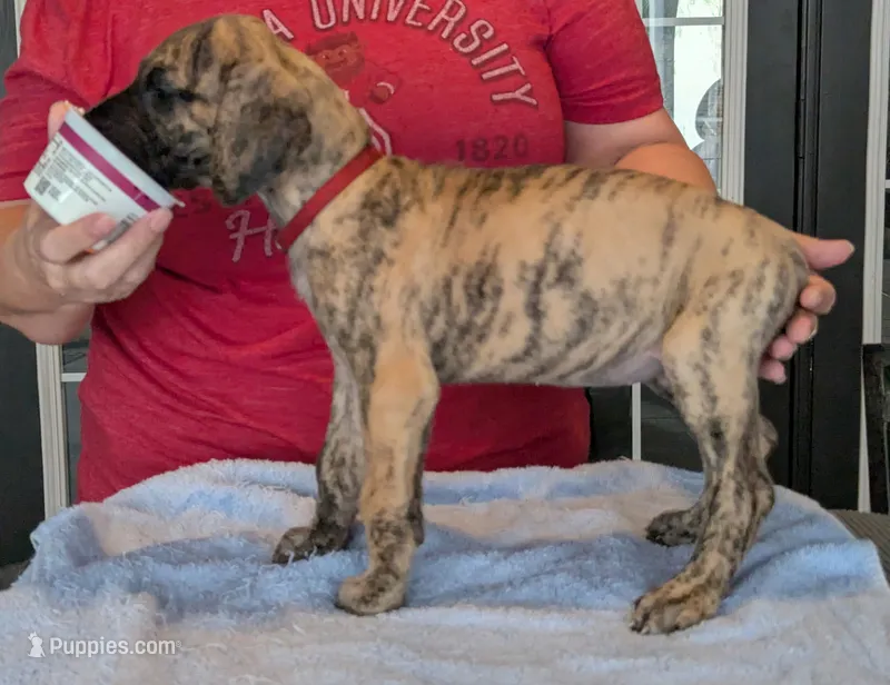 Double K's Great Dane Puppy – Great Dane puppy for sale in Cape Coral, FL