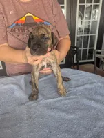 Double K's Great Dane Puppy, a female Great Dane for sale in Cape Coral, FL – 2 of 2