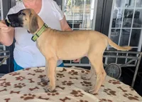 Yellow Fawn Girl, a female Great Dane for sale in Cape Coral, FL – 2 of 2