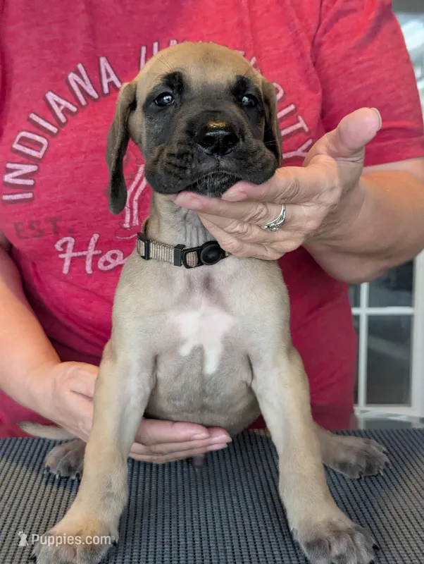 Double K's Great Dane Puppy – Great Dane puppy for sale in Cape Coral, FL