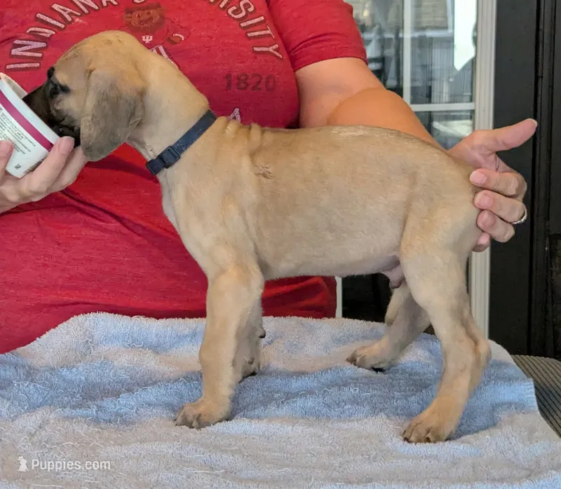 Blue Boy, a male Great Dane for sale in Cape Coral, FL – 1 of 2