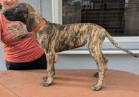 Orange Girl, a female Great Dane for sale in Cape Coral, FL – 2 of 5