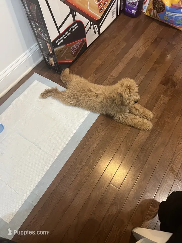 Max  – Poodle - Miniature  puppy for sale in Meriden, CT