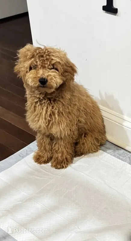 Max  – Poodle - Miniature  puppy for sale in Meriden, CT