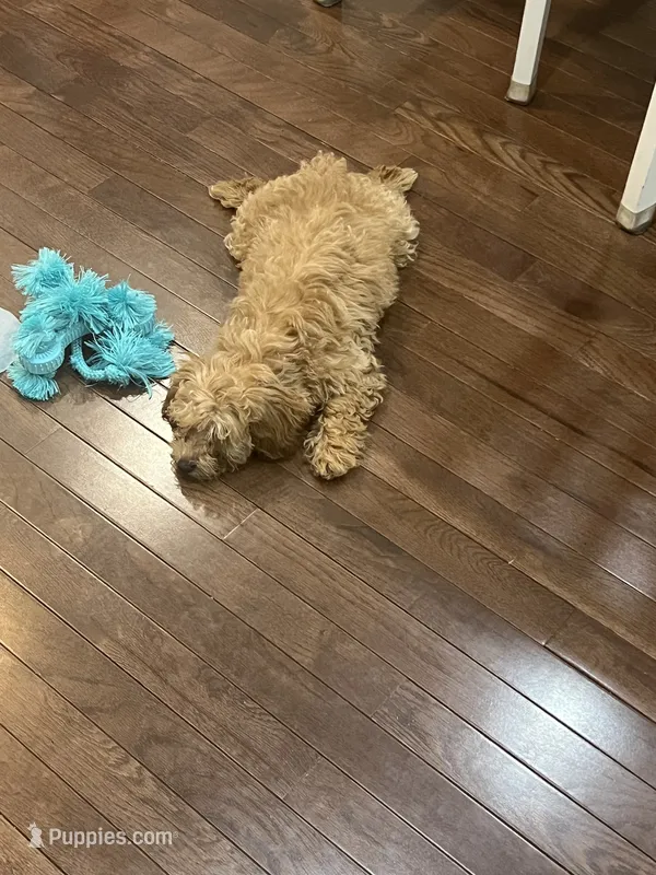 Ruby – Poodle - Miniature  puppy for sale in Meriden, CT
