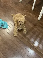 Ruby, a female Poodle - Miniature  for sale in Meriden, CT – 2 of 2