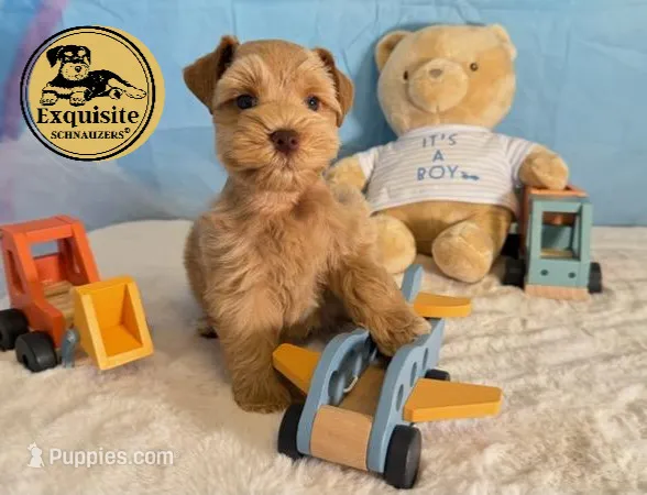 Teddy – Miniature Schnauzer puppy for sale in Orlando, FL