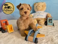 Teddy, a male Miniature Schnauzer for sale in Orlando, FL – 1 of 2