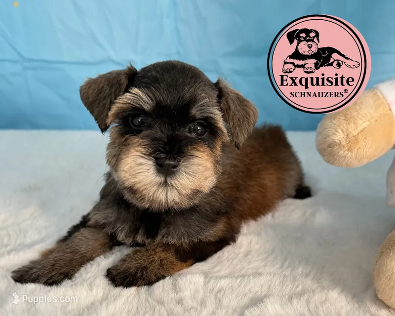 Sabrina – Miniature Schnauzer puppy for sale in Orlando, FL