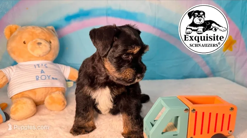 Tommy – Miniature Schnauzer puppy for sale in Orlando, FL