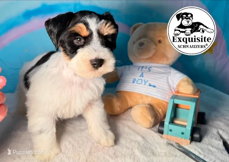 Tony – Miniature Schnauzer puppy for sale in Orlando, FL