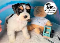 Tony, a male Miniature Schnauzer for sale in Orlando, FL – 1 of 3