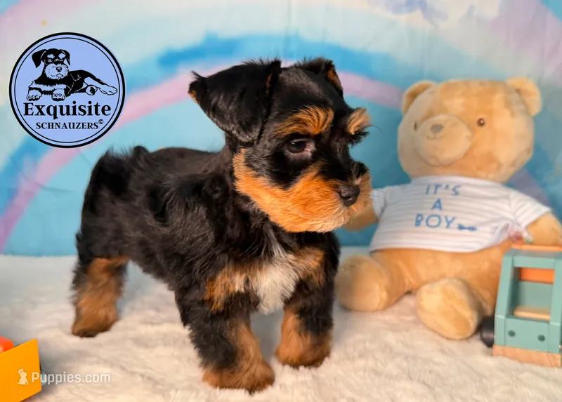 Tobias – Miniature Schnauzer puppy for sale in Orlando, FL