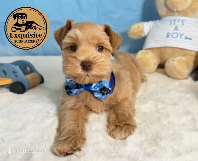 Teddy – Miniature Schnauzer puppy for sale in Orlando, FL