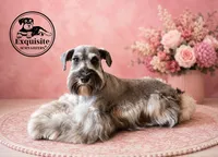 Seth, a male Miniature Schnauzer for sale in Orlando, FL – 2 of 3